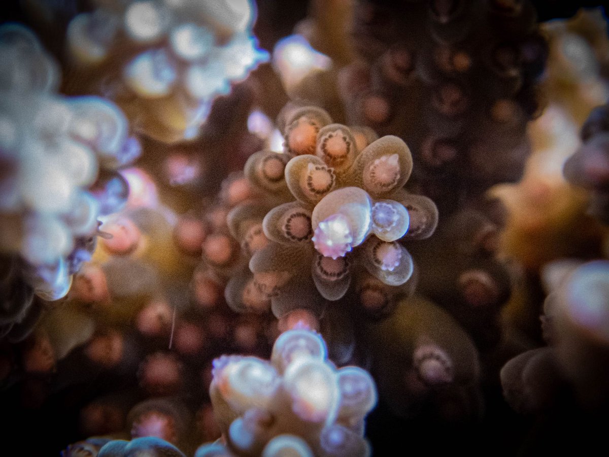 CoralNurture's tweet photo. @WavelengthReef on site for golden hour to witness egg bundles ready for take off.
"Overall it was a large spawning event (the biggest I've seen in 6 yrs) which is super exciting to witness but also a great sign for natural regeneration"- @ChristineDRoper &๐ท
#spawnathon2022 https://t.co/rXqsP5LNCX