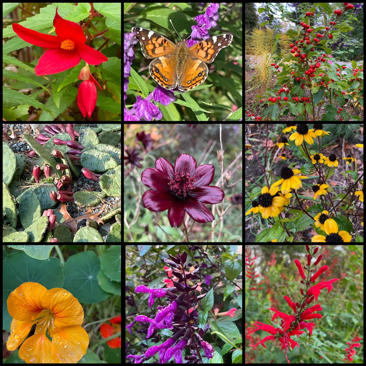 GrowWildIdeas's tweet photo. This is mid-November in my Rhode Island Wildlife Garden where beauty and life persist for this week’s Sunday #FlowerReport 🐝🦋. #PollinatorGarden #Flowers #Garden https://t.co/0CJex9GVeX