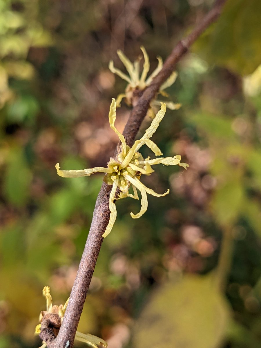 American witch-hazel, Hamamelis virginiana -- nearly done flowering in Central NY. It's said to be pollinated now, with pollen tubes germinating, but fertilization not occurring until spring. The pollinators are largely a subject of speculation... flies, moths, ... ?
