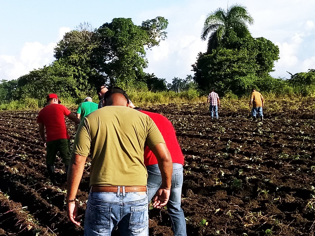 Inicio este Domingo con un trabajo Voluntario sembrando boniato en la finca del campesino Omar González González en  Camajuani  #VillaClara.
Los campesinos no le fallaremos a la Revolución.
#AnapCuba
<a href="/DiazCanelB/">Miguel Díaz-Canel Bermúdez</a> 
<a href="/DrRobertoMOjeda/">Dr. Roberto Morales Ojeda</a> 
<a href="/RafaelAnap/">Rafael Santiesteban Pozo</a> 
@Colina_VClara 
@AlbertoLopezVC