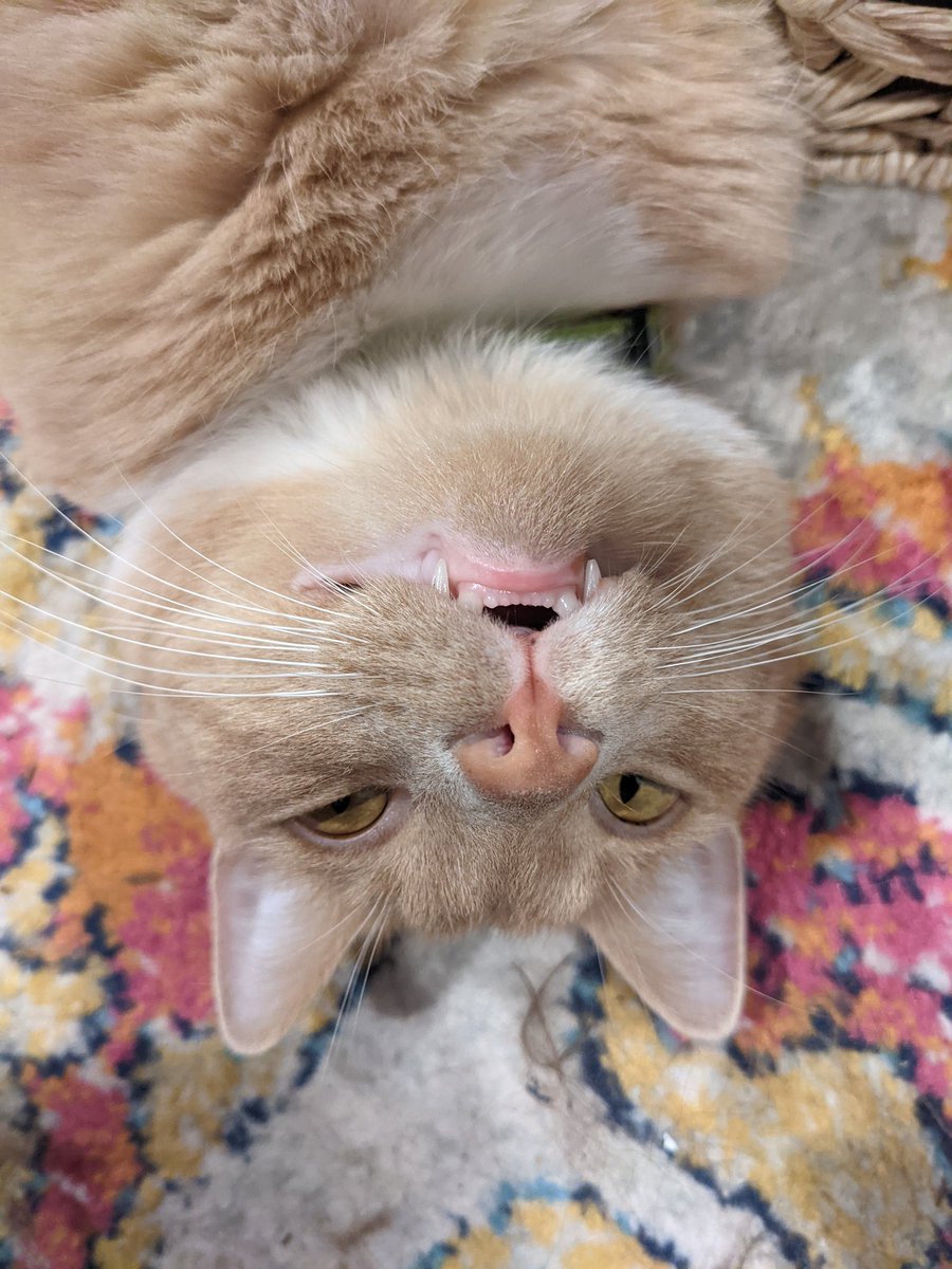 wildflawyer's tweet photo. @chaoticcatpics https://t.co/jJsusH80tU