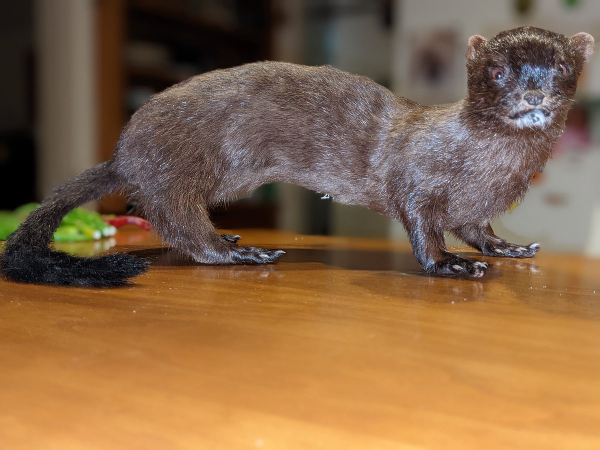 What a weasel, American's fabulous mink (Neogale vison) a semiaquatic Mustelid (one of 11 in N. America), predaceous; invasive in Europe