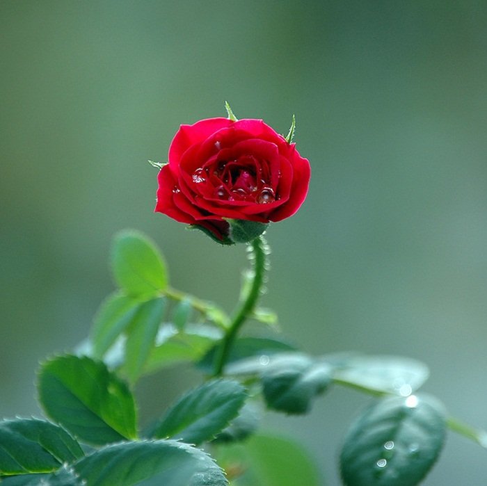 صباح البسمه على قلوبكم 💕