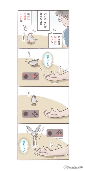 苦手なパパからの回避方法
#文鳥 
#bunchoslife 
#4コマ漫画 