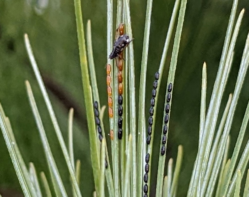 Anurag Agrawal (@anuragasclepias) on Twitter photo White pine aphid, Cinara strobi, laying sexually produced eggs, once a year in autumn. I assume the golden eggs have not hardened off?
w/ thanks to <a href="/10secrule/">Todd A. Ugine</a> White pine aphid, Cinara strobi, laying sexually produced eggs, once a year in autumn. I assume the golden eggs have not hardened off?
w/ thanks to <a href="/10secrule/">Todd A. Ugine</a>