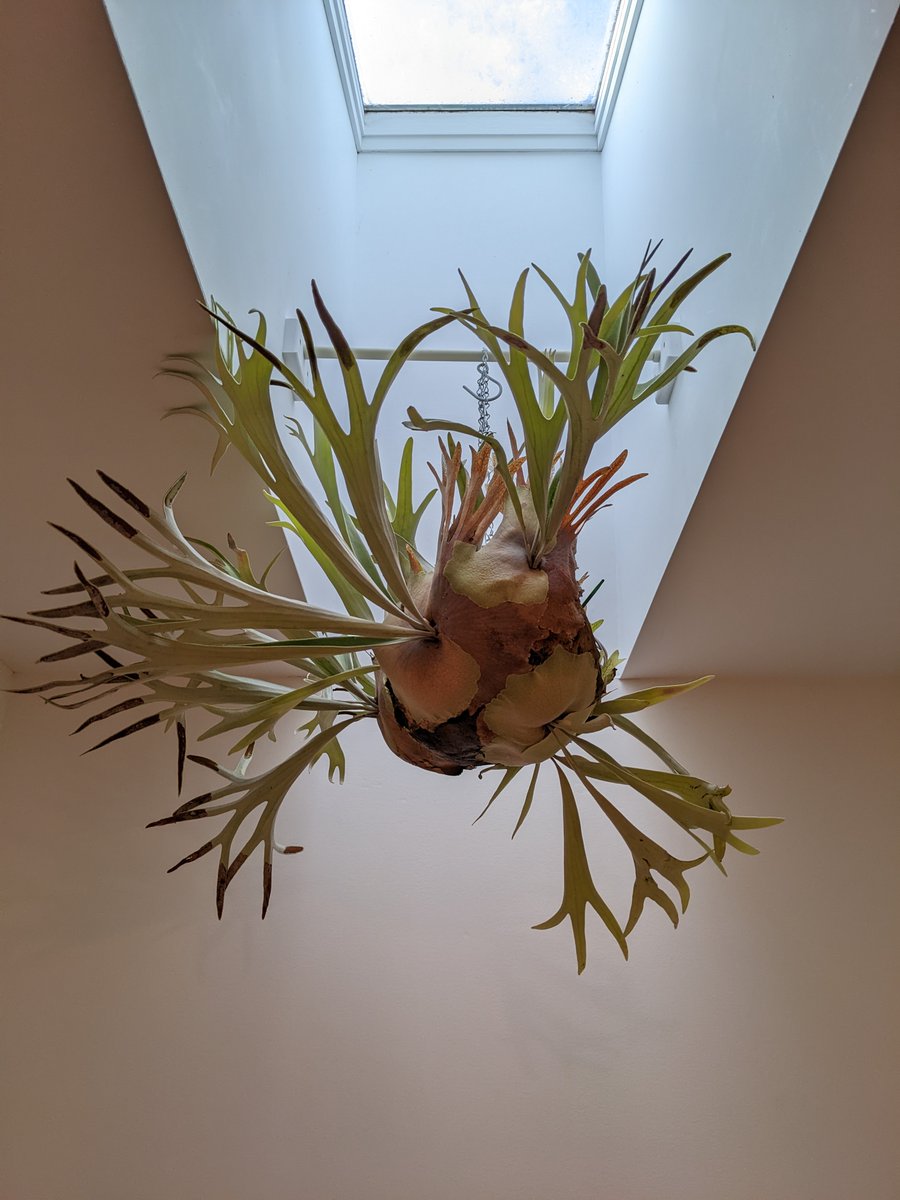My staghorn fern platycerium sp. had a good year, now indoors to wait out the winter