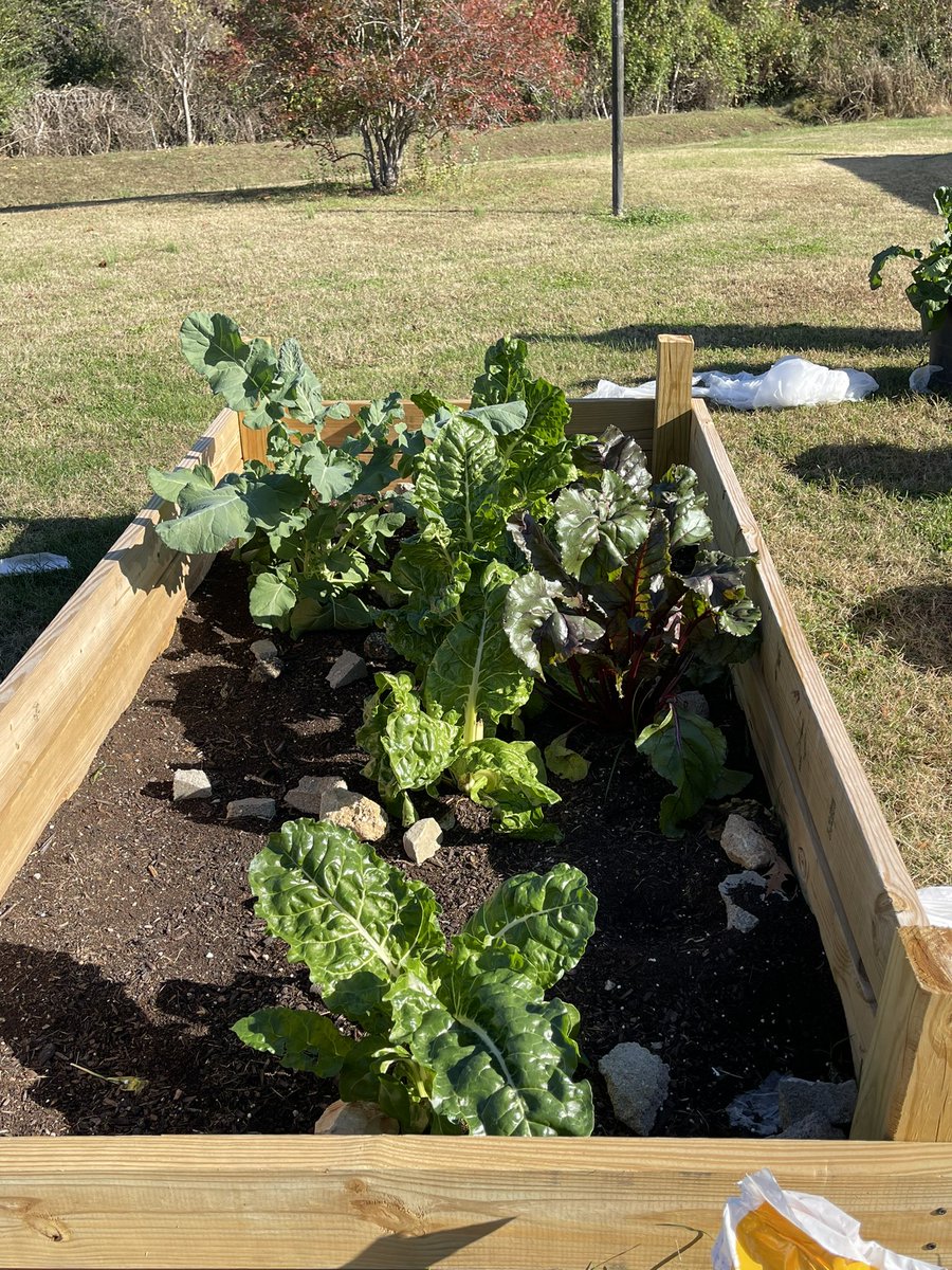 janonteach's tweet photo. My environmental science class is winding our garden down! We have successfully harvested greens, beets, and lettuce! Tomorrow we are having a salad out of our lettuce! I’m so excited for these students! #farmtotable #environmentalscience #theyareawesome #raisedgarden https://t.co/Yn5HMbqPO5