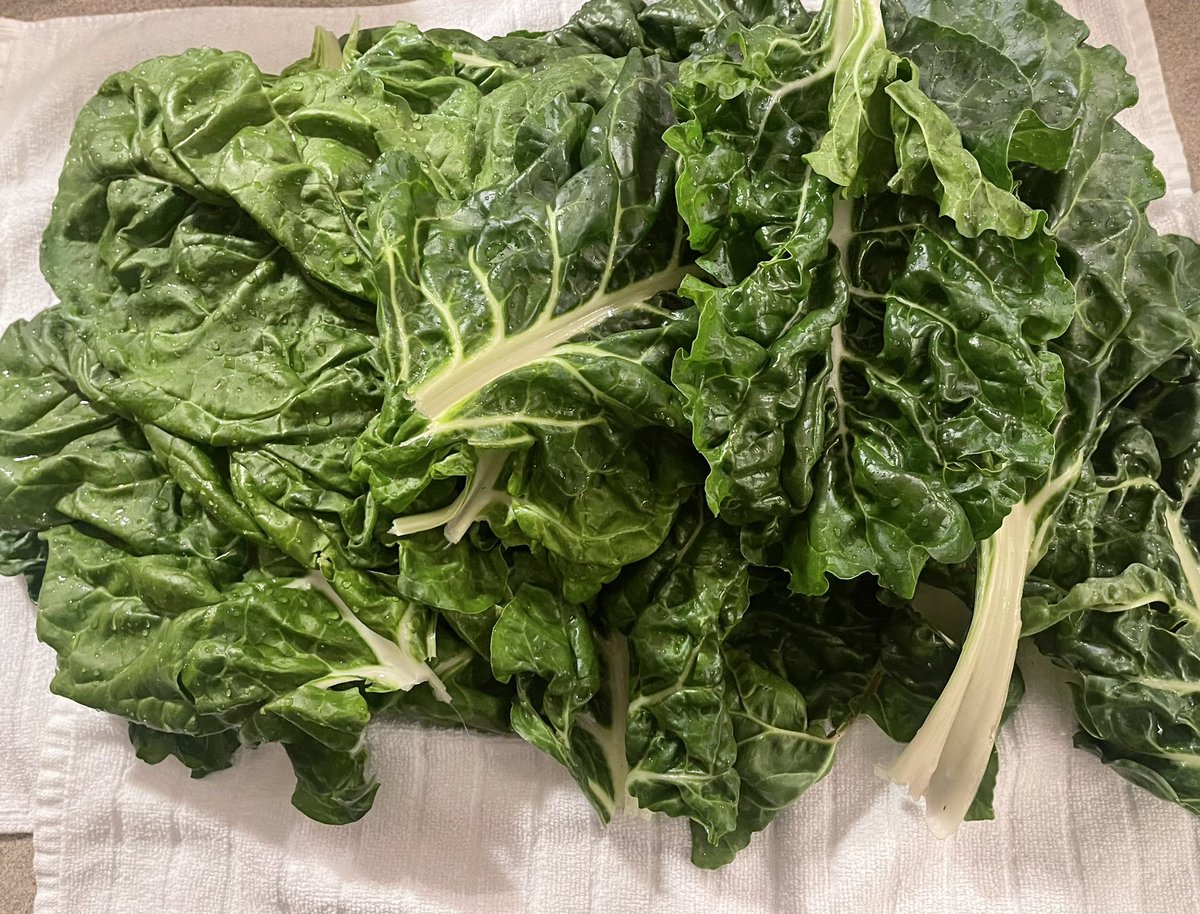 janonteach's tweet photo. My environmental science class is winding our garden down! We have successfully harvested greens, beets, and lettuce! Tomorrow we are having a salad out of our lettuce! I’m so excited for these students! #farmtotable #environmentalscience #theyareawesome #raisedgarden https://t.co/Yn5HMbqPO5