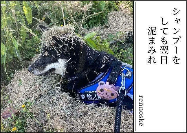 \\第4回 #犬猫あるある川柳 募集中❗️//
今日は、昨年<第3回>の【犬部門 最優秀作品🏅】から一句ご紹介💁
愛犬・愛猫の日常を5・7・5に込めて教えてください❣️
皆様のご応募お待ちしてます
🐶応募期間:2022/11/1~11/30
🐱結果発表:2023/1/10
🔻ご応募はコチラから🔻
https://t.co/VtBeFNNV7B