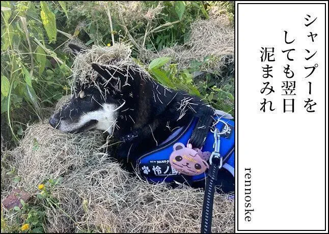 \\第4回 #犬猫あるある川柳 募集中//今日は、昨年<第3回>の【犬部門 最優秀作品】から一句ご紹介愛犬・愛猫の日常を5・7・5に込めて教えてください皆様のご応募お待ちしてます応募期間:2022/11/1～11/30結果発表:2023/1/10ご応募はコチラから 