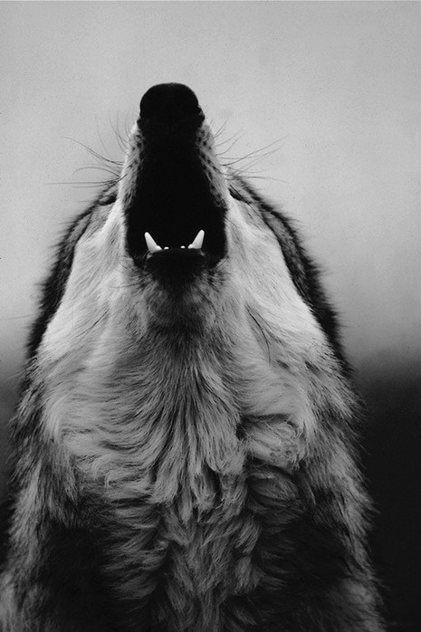 HourlyWolves presents: