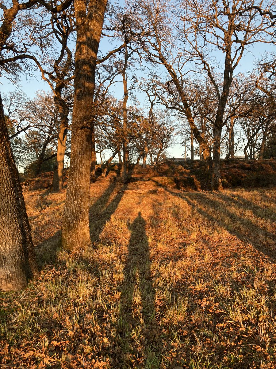 AlexineCleans's tweet photo. Golden sunsets and fat steaks from Berryman Bros farm make this autumn afternoon even better. https://t.co/jsr0qJfqng