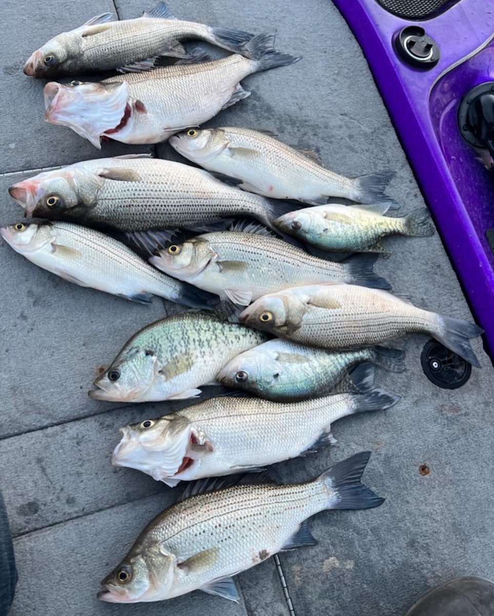 BrandstattKyle's tweet photo. A little Multi-Species fishing today!
@RiotFishing @CortlandLine 

#cajunrods #cajuncustomrods #swaggertackle #swaggertungsten #cortlandline #cortlandmasterbraid #riotbaits #runit #largemouthbass #smallmouthbass #spottedbass #bassfishing https://t.co/75gABz8JDs