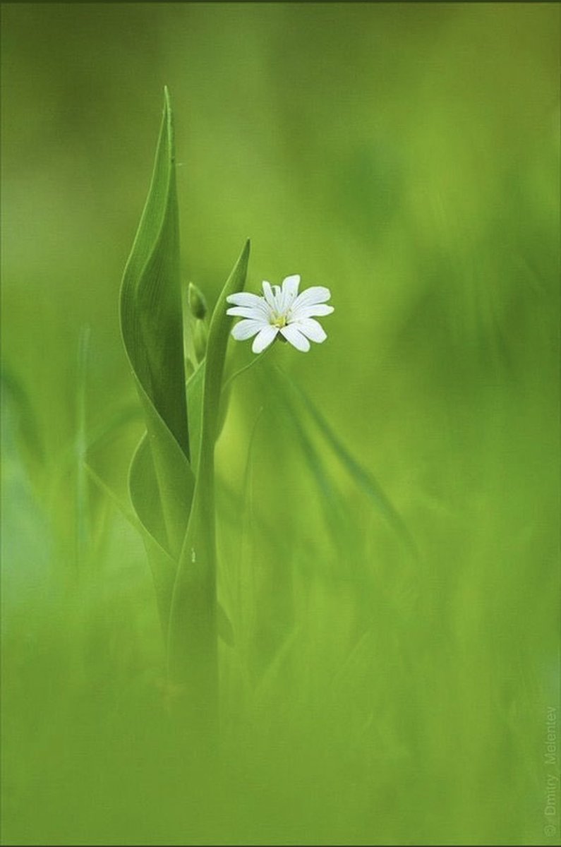 Günaydın …☘️