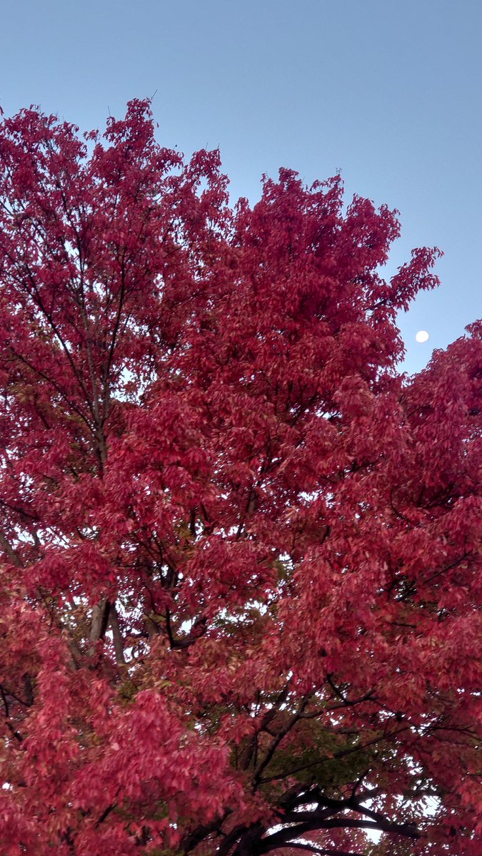 ORoadster's tweet image. 近所も秋本番です