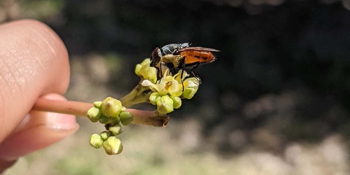 Could flies be the next little big thing in #pollination? According to some great research out of the UNE School of Environmental and Rural Science, the idea could have (pollen-covered) legs: okt.to/LdyMvZ #OzPollinatorWeek #ResearchUNE