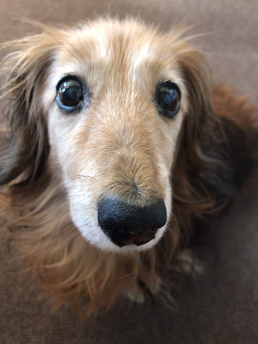 a58161cork's tweet photo. ぶどうが欲しい犬
酸っぱいかもよ…？ https://t.co/TRWbOmYSOb