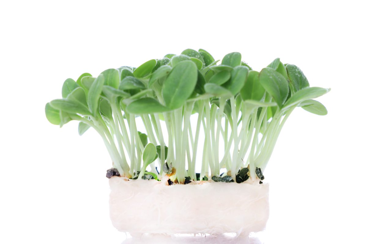 Inbat_farm's tweet image. Inbat Farm microgreens.