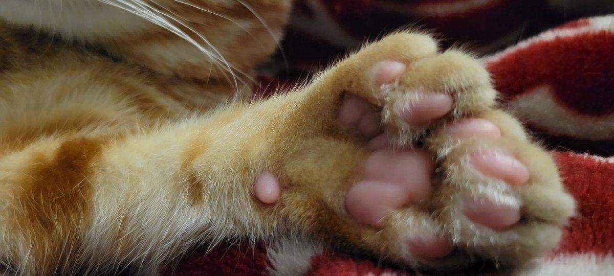 divafancypants's tweet photo. All the beans on the #24toecat Empurrer Thunderfoot https://t.co/H7fuqiiG6K