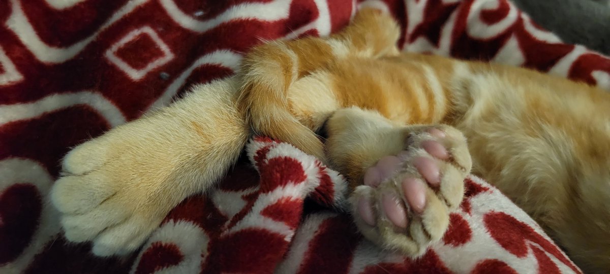 divafancypants's tweet photo. All the beans on the #24toecat Empurrer Thunderfoot https://t.co/H7fuqiiG6K