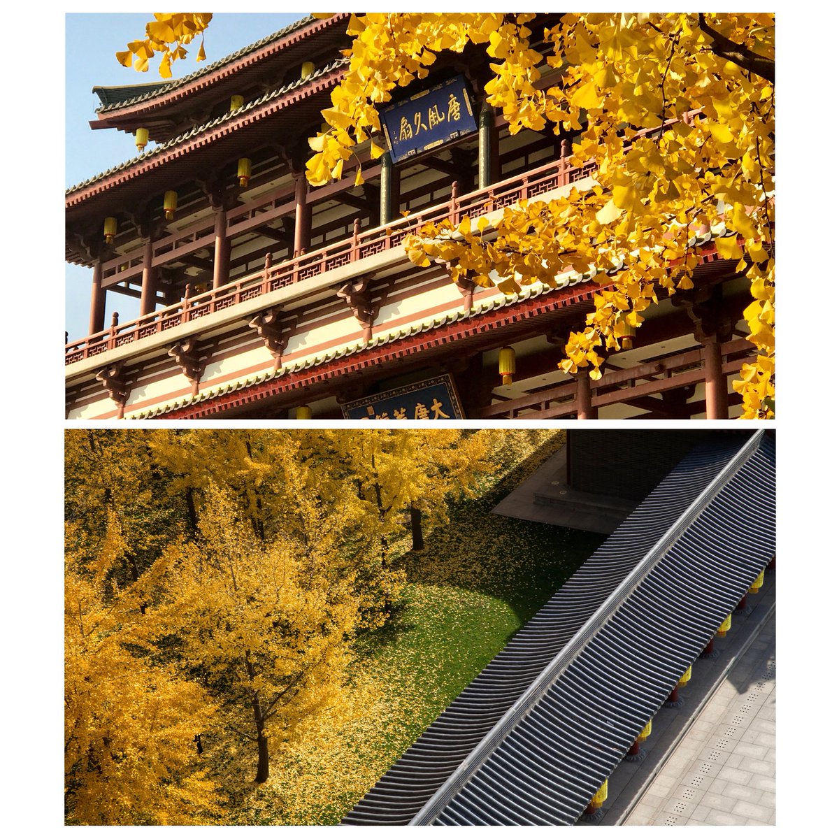visitshaanxi's tweet photo. Elegant fan-shaped ginkgo leaves shine vibrantly like the sun, complementing the antique tang-style architecture. Let nature's healing work in the rustle of leaves as you wander through the fairyland carpeted with fallen "gold".
#VisitShaanxi #ShaanxiLife
📍Tang Paradise https://t.co/70MnbVgQFD