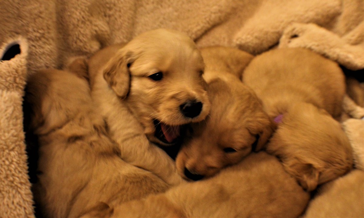 RedstoneRetrie2's tweet photo. 4 weeks #redstoneretrievers #goldenretrievers #lovedogs #puppy #yourmom #family https://t.co/SWL0IdwZHc