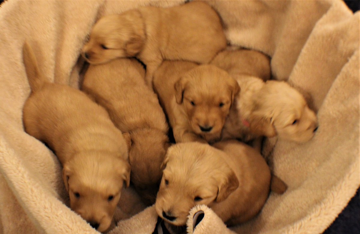 RedstoneRetrie2's tweet photo. #akc #dog #doge #doggo #golden #retriever #goldenretriever #gr #hunting #birddog #Champion #championbloodlines #familydog #buy #sell #puppy #puppylove #cutepuppy #adorablepuppy #goldenretrieverpup #registered #akcregistered #redstoneretrievers https://t.co/vRNRlgRJXi