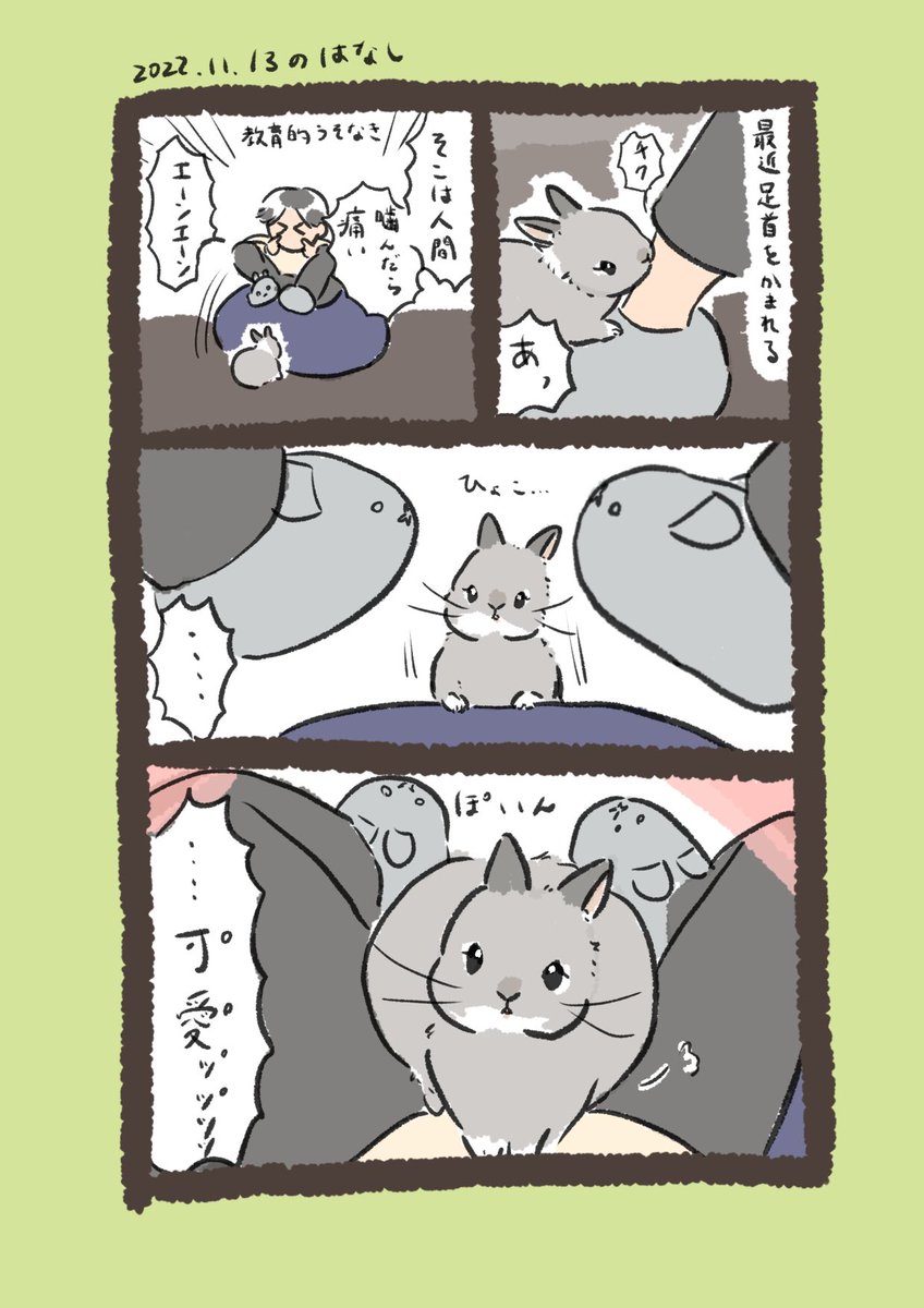 一昨日と昨日のrabbit…とhuman…

#うさぎのいる生活 