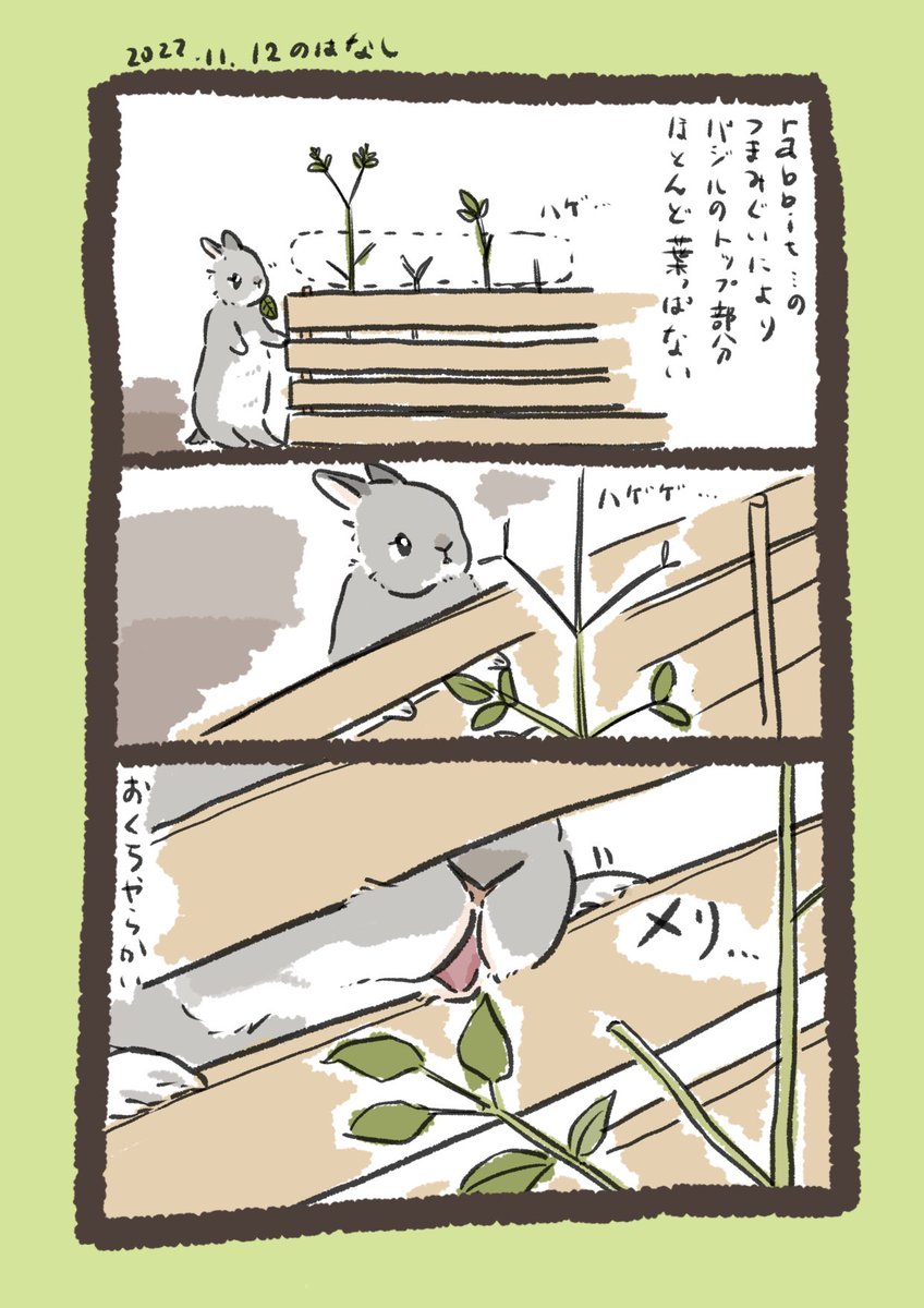 一昨日と昨日のrabbit…とhuman…

#うさぎのいる生活 