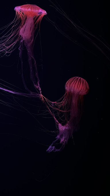 「jellyfish」 illustration images(Latest)｜11pages