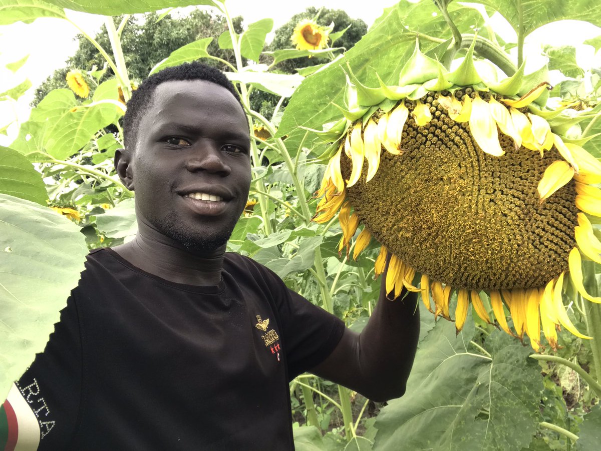 EmiruJacob5's tweet image. Farming at its peak…thank you God for the reliable climate this time round,,,,,, next step is #ValueAddition…