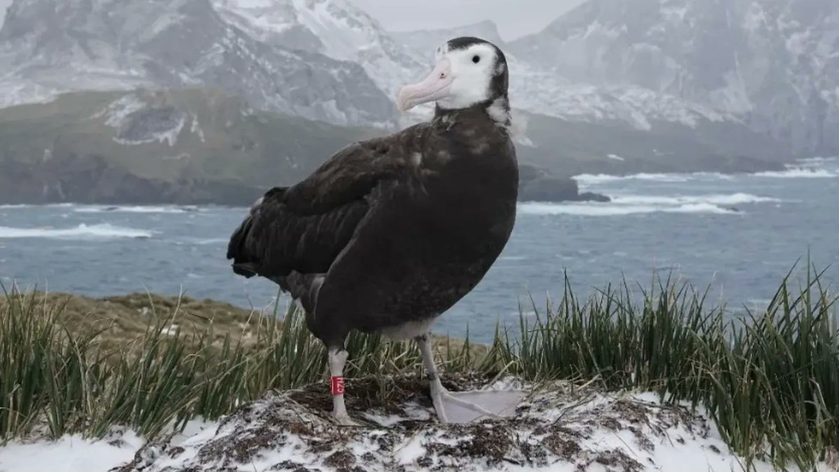 The Wandering albatross chicks on Bird Island are beginning to look very grown up! These chicks won’t fledge until December, so we still have another month to enjoy their progress on Bird Island. #AlbatrossStories 📸: Erin Taylor