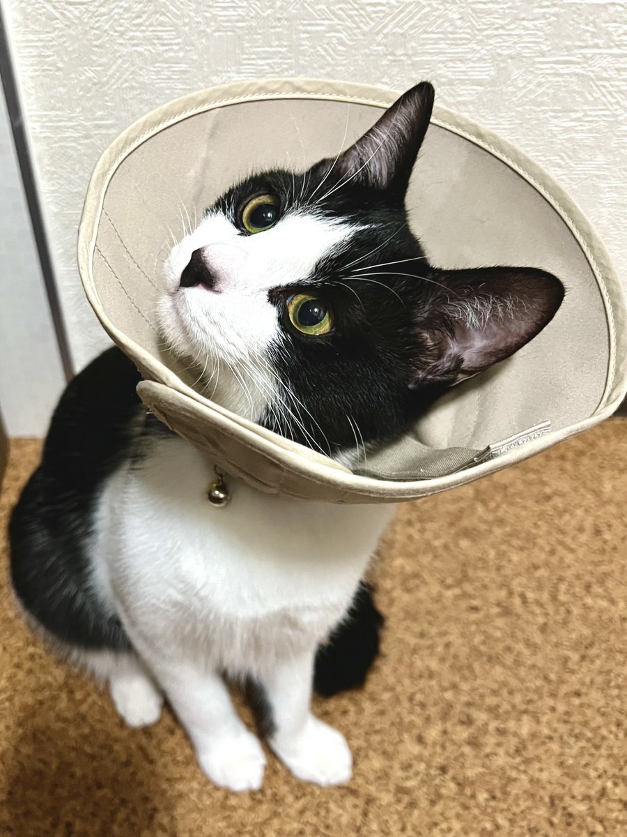 フジ、エリザベスカラー生活7日目
いよいよ明日は抜糸の日
フジ1週間よく頑張った👏
画像4枚目はカミさんによるエリザベスカラーを付けたまま水を飲んで失敗してびたびたになるフジのスケッチ 