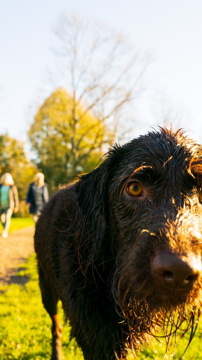 Portrait of a dog in the Amsterdam Forest #AmsterdamseBos