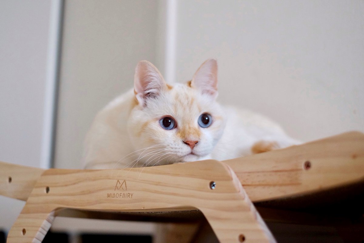 soraaobauniyoru's tweet image. 2022.11.14
今日の4匹🐱
「そらあおばうによる」という名前にしてましたが、長く感じたので「4匹の楽しいおうち」に変えました。