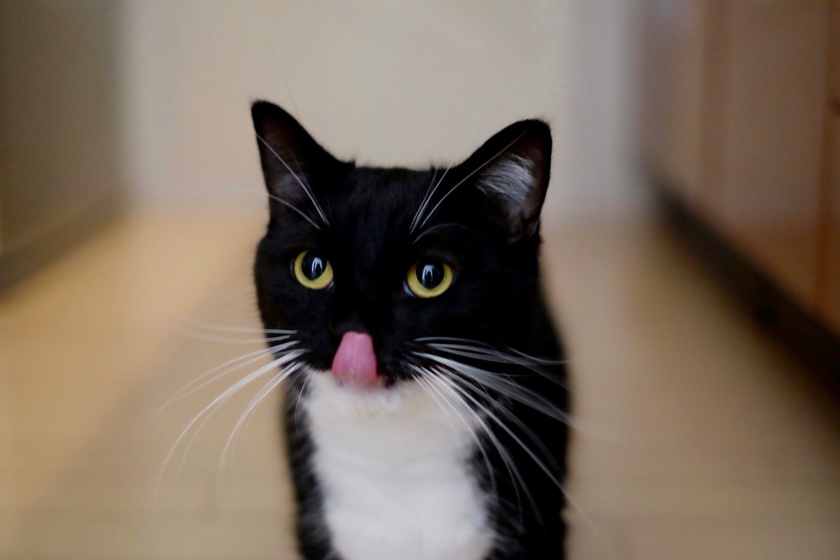 soraaobauniyoru's tweet image. 2022.11.14
今日の4匹🐱
「そらあおばうによる」という名前にしてましたが、長く感じたので「4匹の楽しいおうち」に変えました。