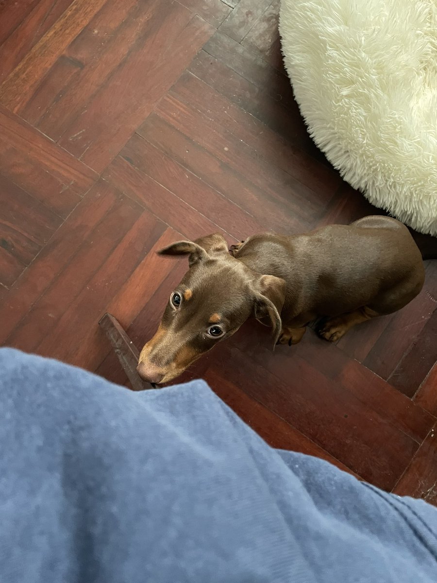 I smell food 🥘 

 #Mhatank #หมาแท่ง #Dachshund #ミニチュアダックス #ミニチュアダックスフンド  #minidachshund