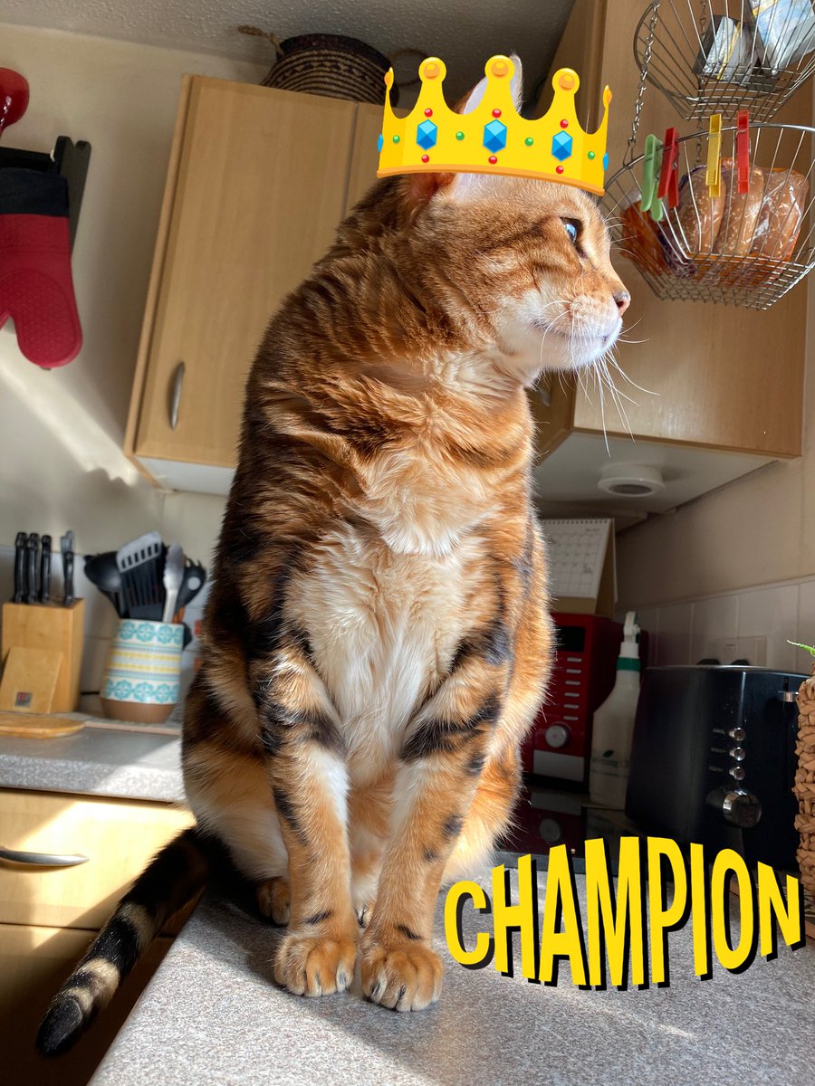 PiandNeko1's tweet photo. @dawnybj @LeoTheBengal @psylosix @jwillisdovetail 😹😹he learnt from the best to ever do it #countersurfer #nocatsoncounters #legendinthegame https://t.co/YOvtiu1ZY2