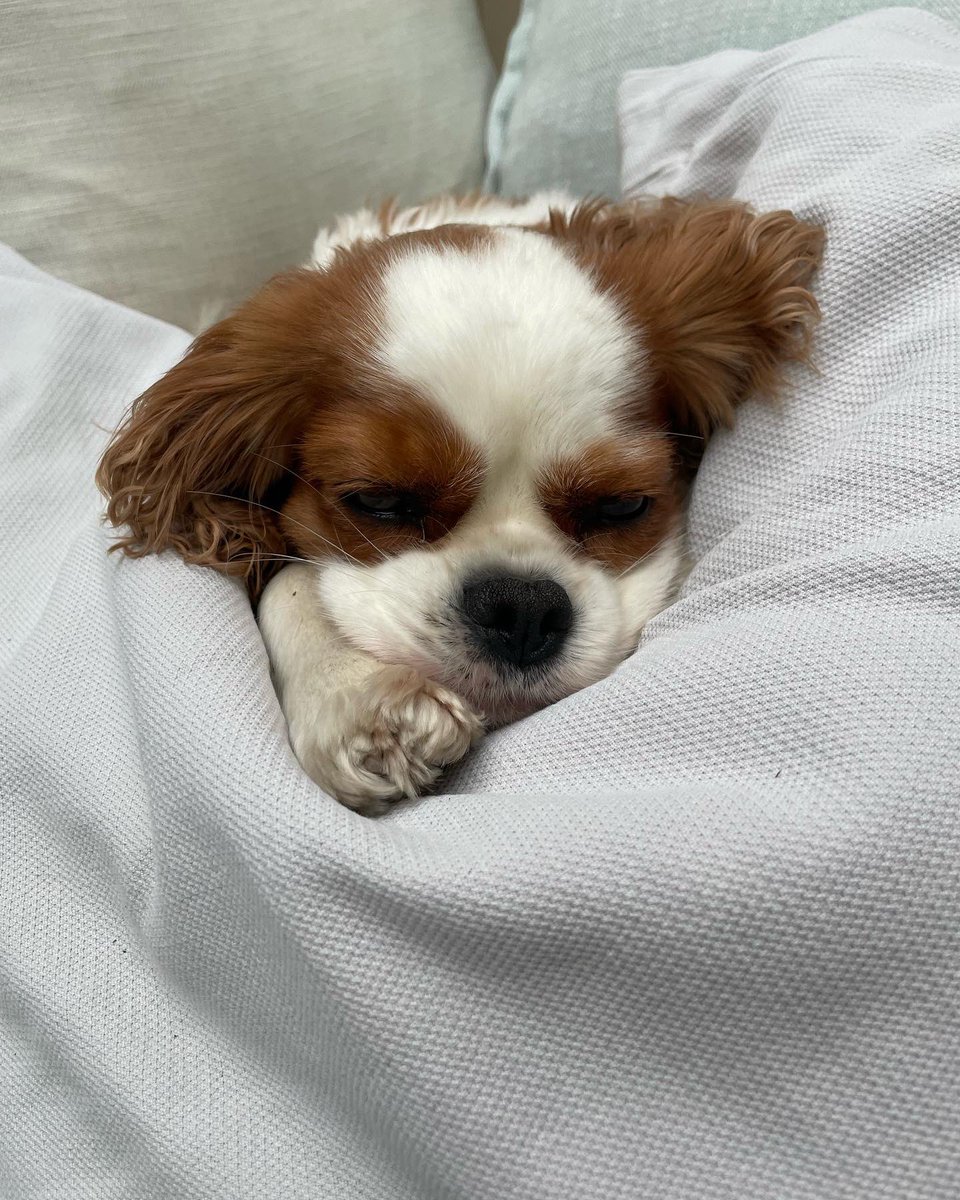 ALASTAIR CAMPBELL tweet media