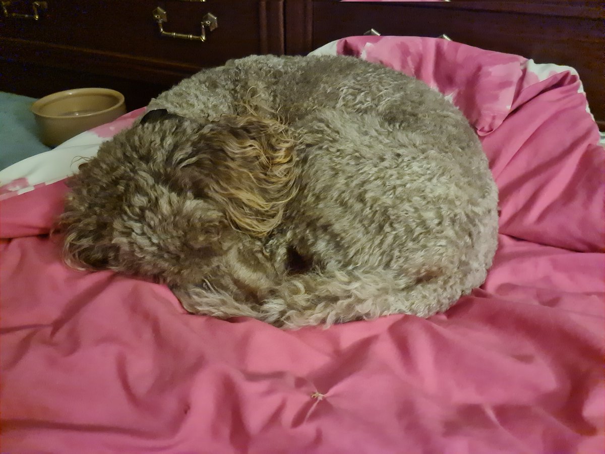 Over the last 4 months I have learned to sleep on the bedroom floor. I've been very good, except for this morning when I joined in the dawn chorus. Not popular with <a href="/yorkshirejune/">June</a> , I say it was David's fault as he opened the window. <a href="/HearingDogsYork/">Hearing Dogs Yorkshire (BWC)</a> <a href="/HearingDogs/">Hearing Dogs for Deaf People</a> <a href="/VolTeamHDogs/">Volunteering H-Dogs</a>
