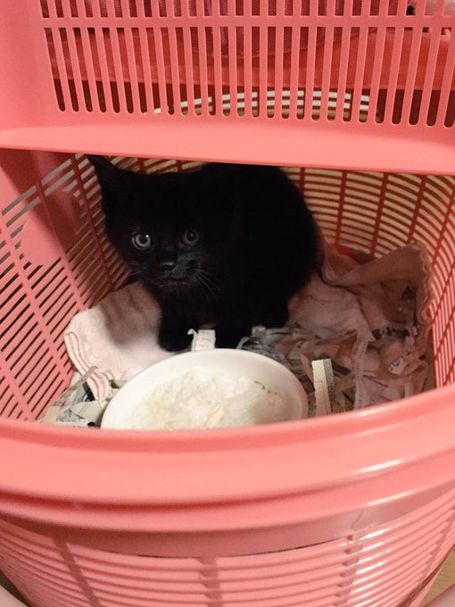 #保護猫ビフォーアフター展 