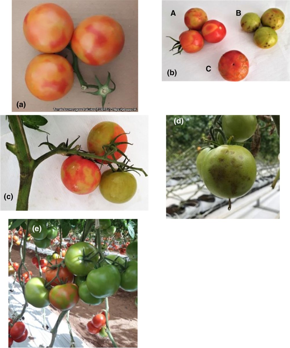 The revised EPPO Diagnostic Standard 'PM 7/146 (2) Tomato brown rugose fruit virus' is now freely available online in the EPPO Bulletin. 

onlinelibrary.wiley.com/doi/epdf/10.11…