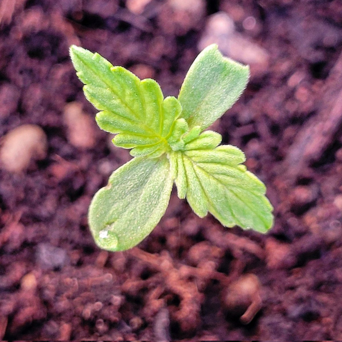 RaulSantos1981's tweet photo. #BuenosDiasATodos
Esta noche algún animalito ha decidido rediseñar #SomangoAuto
🐜🪲🦗🕷🦟🐞🐌🦋🪰🦟🦠🪱
#cannabiscomunity #WeedLovers #cannabisculture #weedamokers
#cannabisseeds #Mmemberville https://t.co/JUl38rQGWG