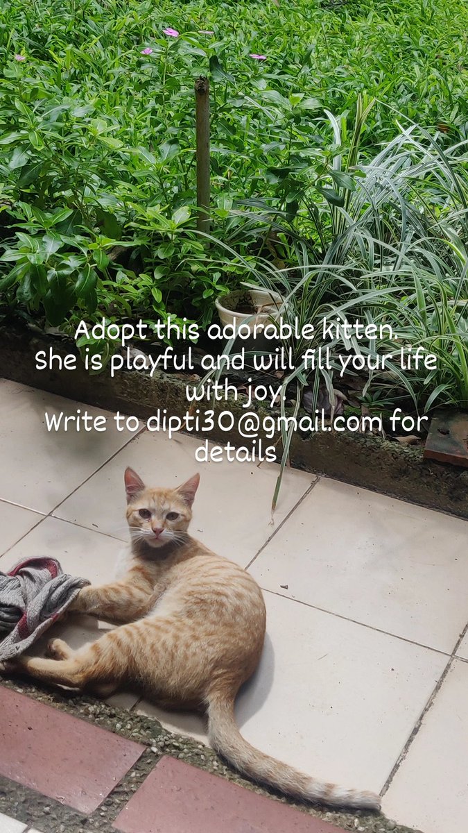 Hello Bangalore Twitter, please find a home for this kitten. She strayed into our lives a few days ago, and we are at the risk of being adopted by her. Unfortunately, my home &amp; pocket are not as large as my heart. Please help.