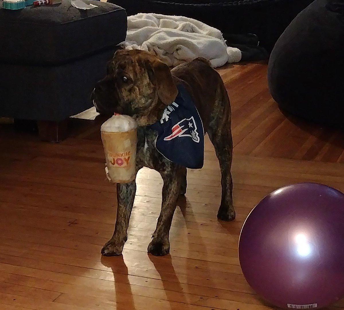 vbscarnici's tweet photo. America runs on Dunkin. Even dogs. Finn loves his @bark toy from @dunkindonuts. @DunkinBoston #beabull #dunkin #BARK https://t.co/j8eBKSFyeX