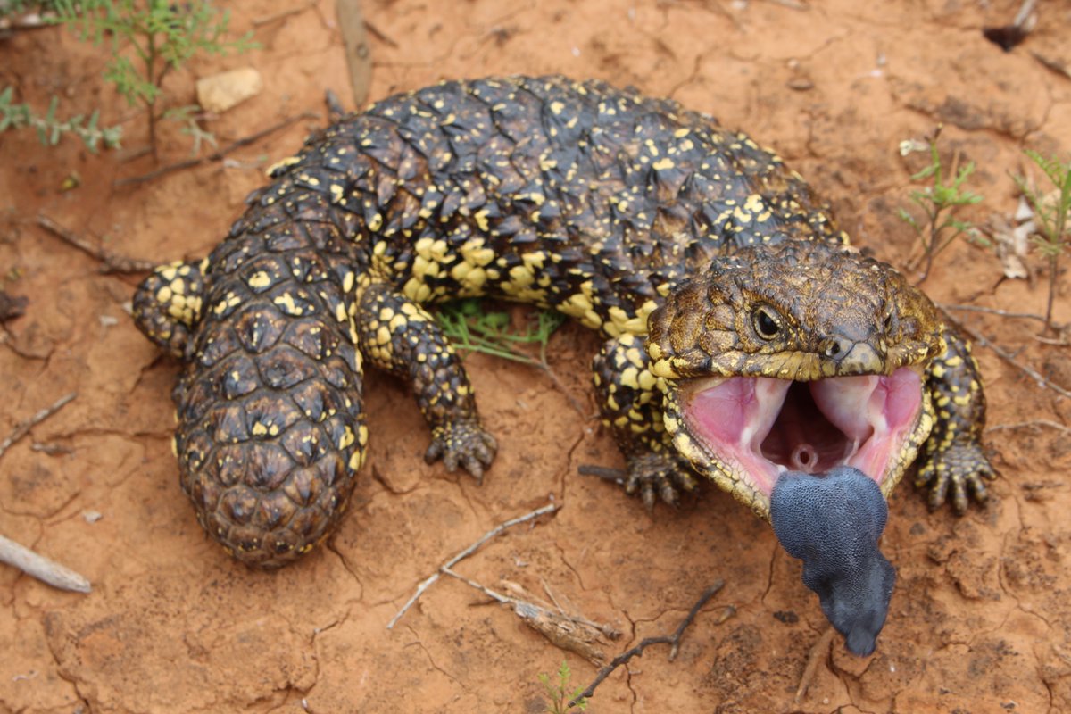 GerrutN's tweet image. The business-end of a sleepy lizard (Tiliqua rugosa) @MikeG_lizards @Flinders