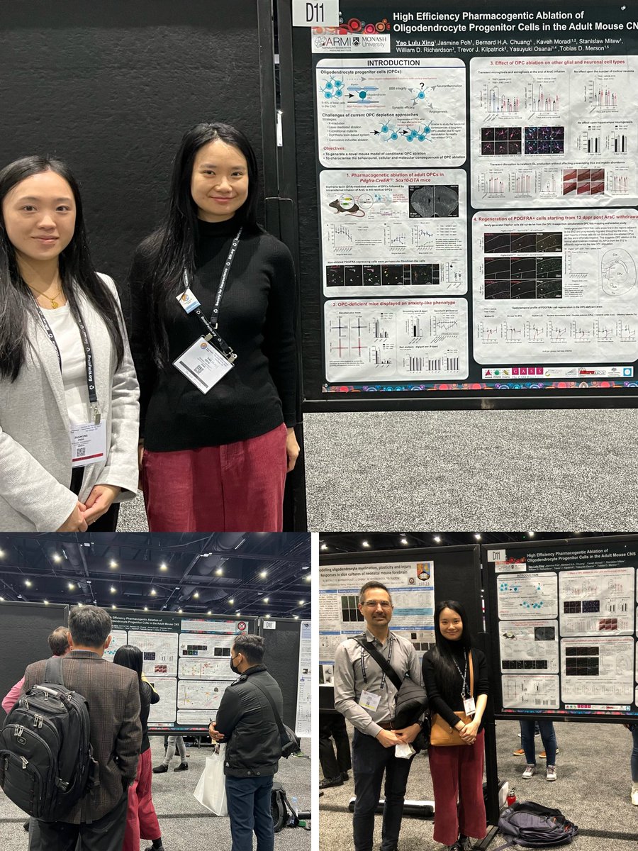Had a great poster session this afternoon at #SfN22 where I presented our work on OPC ablation mouse model. It was also nice catching up with @Tobias_Merson and Jasmine Poh, so happy to see you. Thanks <a href="/ARMI_Labs/">Australian Regenerative Medicine Institute</a> for the travel grant to help me attend the meeting in San Diego.