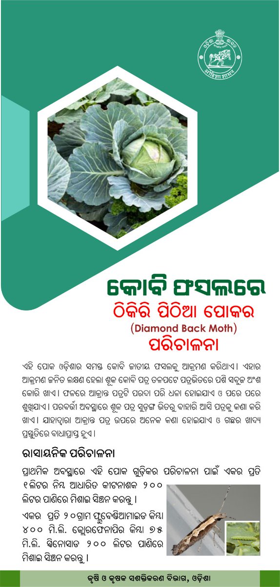 krushibibhag's tweet photo. #କୋବି ଜାତୀୟ ଫସଲରେ #ଠିକିରିପିଠିଆ_ପୋକ ଏବଂ #ଧୂଆଁପତ୍ରଗୋଟି_ପୋକର ପାଦୁର୍ଭାବ ପରିଲକ୍ଷିତ ହୋଇଥାଏ | ଏହି ପୋକ ନିରାକରଣ ପାଇଁ ରାଜ୍ୟ ସରକାରଙ୍କ ମୋବାଇଲ ଭିତ୍ତିକ ମାଗଣା ପରାମର୍ଶ ସେବା “#ଆମ_କୃଷି”କୁ ଯୋଗାଯୋଗ କରନ୍ତୁ | #DiamondBackMoth #TobaccoCaterPillar #farmers #OdishaFarmers https://t.co/khtbflEF5g