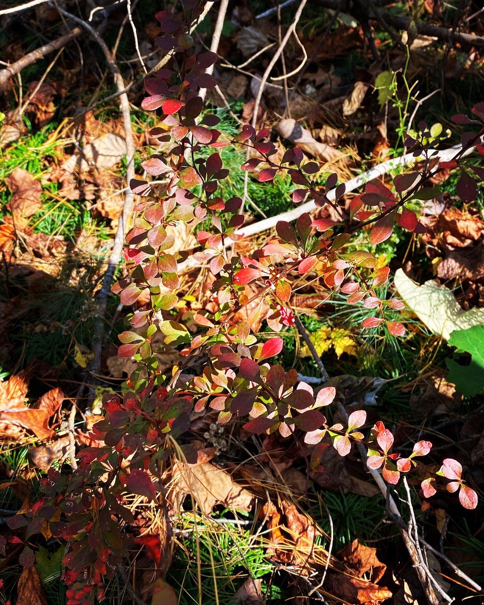 TealSeptember's tweet photo. Our #barberry #bush in the #fall . #barberries #bushes #plants #plants #shrub #shrubs #fallplants #autumnplants #barberrybush #barberrybushes #fallcolors #autumncolors #outdoors #nature #myplants2022 #woods #forest #savethebees #barberrybonsai #medicinalherbs #barberryjuice https://t.co/7Kmot5XM5G