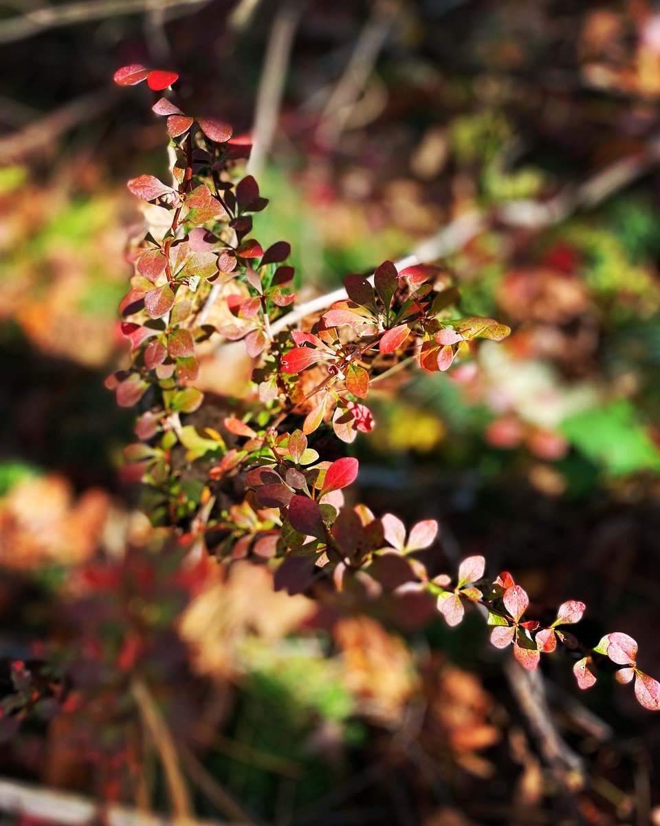 Our #barberry #bush in the #fall . #barberries #bushes #plants #plants #shrub #shrubs #fallplants #autumnplants #barberrybush #barberrybushes #fallcolors #autumncolors #outdoors #nature #myplants2022 #woods #forest #savethebees #barberrybonsai #medicinalherbs #barberryjuice